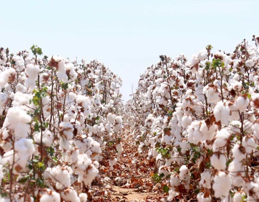Plantação de algodão em São Desidério (BA)| Foto: Kaio Ílic